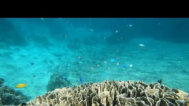 Les charmes du snorkling au Japon