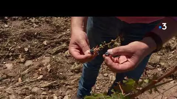 Vendanges amères dans la plaine des Maures