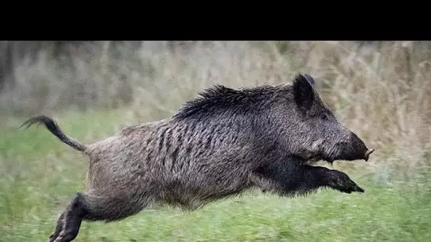 La fièvre porcine africaine, l'autre pandémie qui menace l'Europe