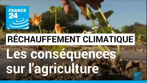 Les conséquences du réchauffement climatique sur l'agriculture • FRANCE 24