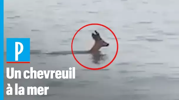 Bassin d'Arcachon : un chevreuil se baigne à la Pointe du Cap Ferret