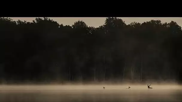 Vincent Munier nous emmène "En Forêt" au plus près du monde animal sauvage.