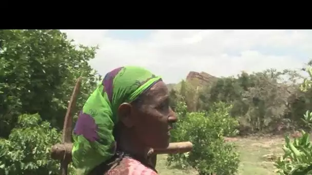 Éthiopie : la permaculture, clé de la prospérité en milieu rural