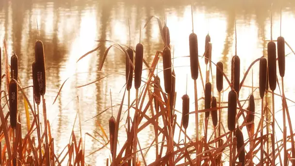 Comment des roseaux sont utilisés pour nettoyer les eaux usées