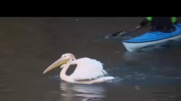 Dans ce zoo tchèque, les pélicans sont mis à l'abri à l'approche du froid hivernal