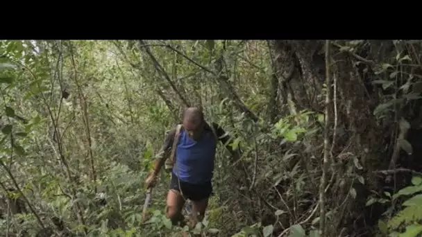 Les plantes médicinales de la Réunion, de la canopée aux labos de pointe