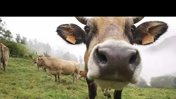 Pourquoi le veau des Asturies et de Galice a une saveur unique