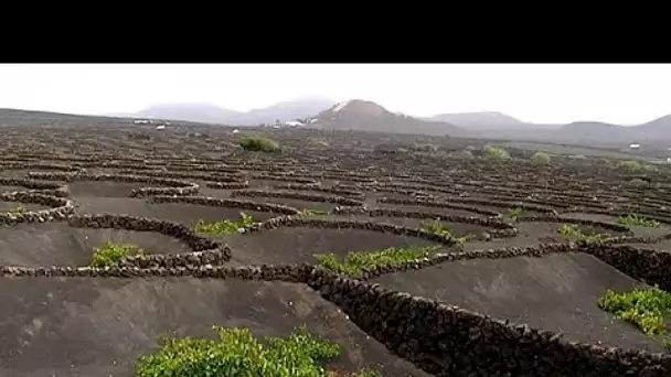 Découverte : quand les sols volcaniques de l'île de Lanzarote donnent naissance à du vin