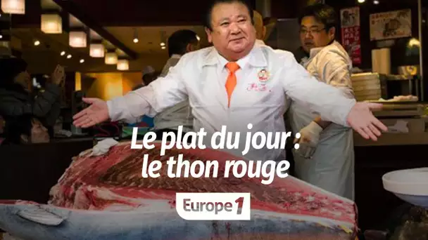 Le plat du jour : le thon rouge