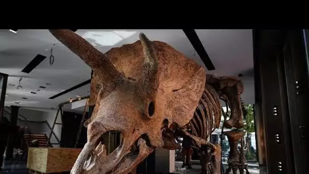 NoComment : le tricératops "Big John" adjugé 6,6 millions d'euros à Paris