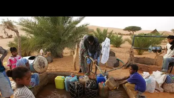 La "grande muraille verte" : en Mauritanie, la difficile lutte contre l'avancée du désert