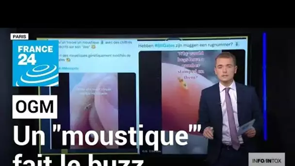 Un "moustique" fait le buzz • FRANCE 24