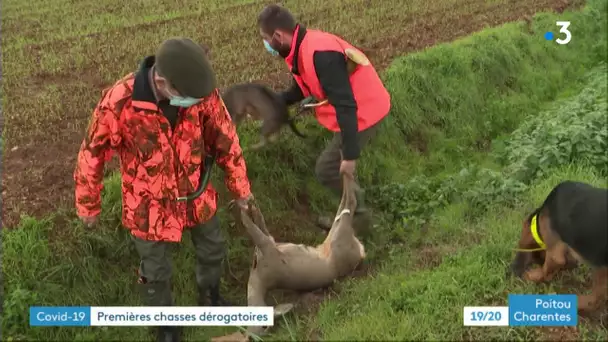 Covid 19 : premières chasses dérogatoires en Charente