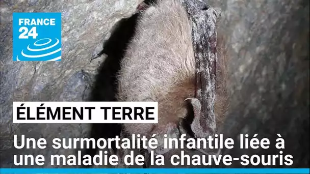 Comment une maladie de la chauve souris a entraîné la mort de 1300 bébés aux Etats-Unis