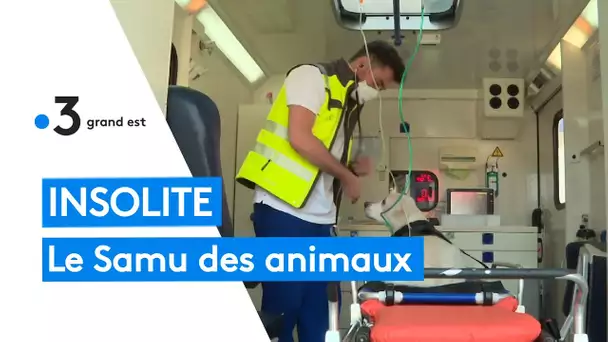 Insolite : le Samu des animaux