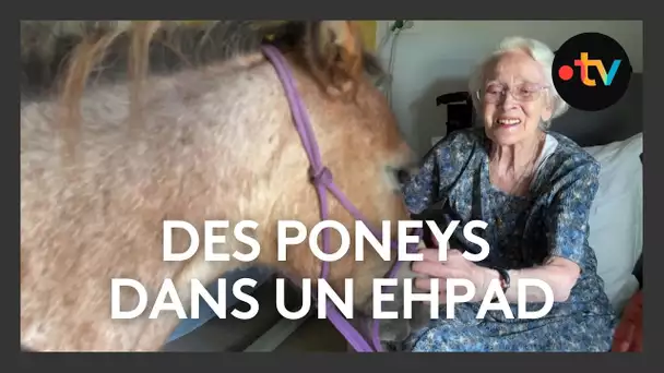 Des poneys dans un Ehpad