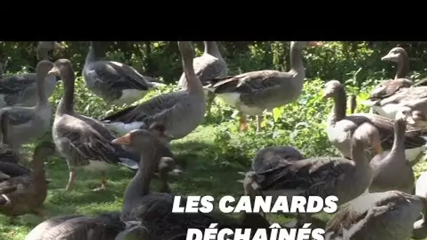 Ces canards envoient leur propriétaire au tribunal à cause de leurs caquètements trop forts