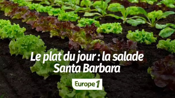 Le plat du jour : la salade Santa Barbara