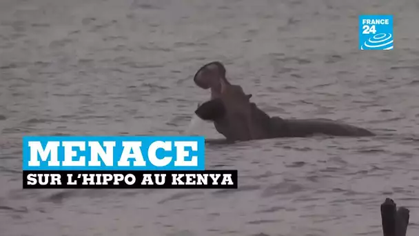 Au Kenya, l'hippopotame, gardien d'un équilibre de l'écosystème