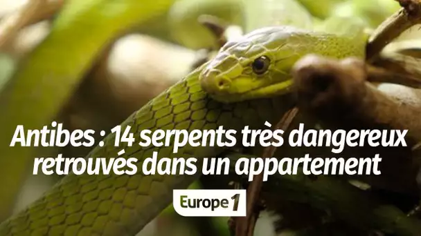 Quatorze serpents "parmi les plus venimeux au monde" retrouvés dans un appartement à Antibes : "I…