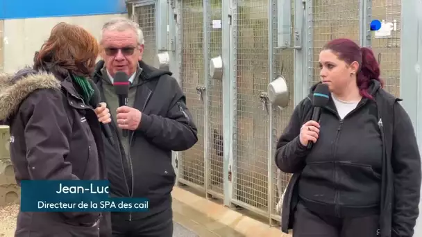 De plus en plus de molosses à la SPA  des cailloux