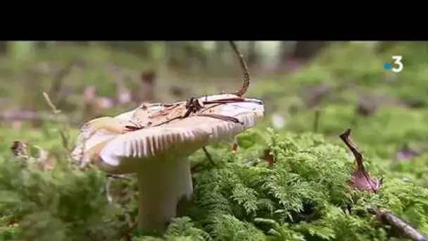 Des communes du Jura tentent de réguler la cueillette des champignons lactaires