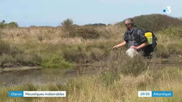 Ile d'Oléron : démoustification