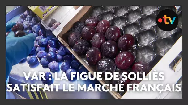 La figue de Solliès, une valeur sûre qui satisfait le marché français