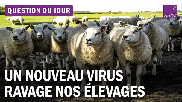 Fièvre Catarrhale : ce virus dévastateur qui menace nos élevages