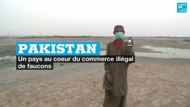 Le Pakistan, un pays au cœur du commerce illégal de faucons