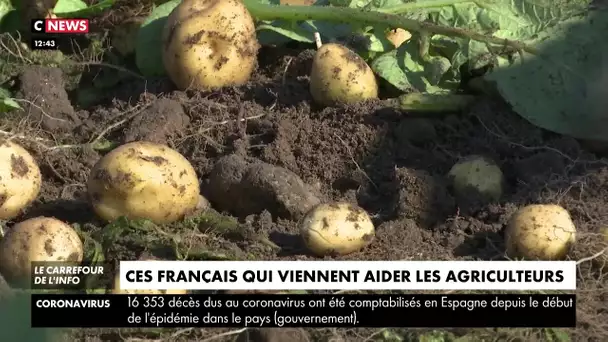 Faute de pouvoir travailler, ils viennent aider les agriculteurs