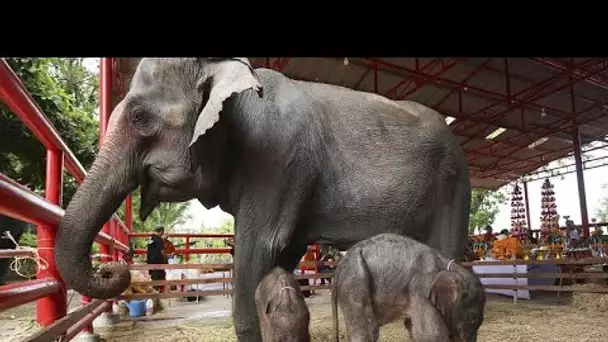 No Comment : un éléphant, ça trompe énormément -  les rares éléphanteaux jumeaux en Thaïlande !…