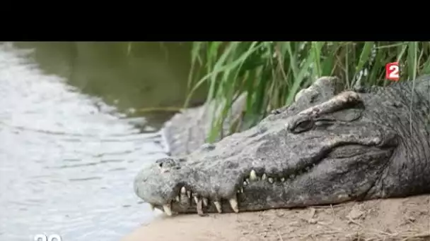 Crocodiles : dans les fermes géantes de Thaïlande