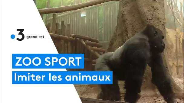 Séance de sport au zoo d'Amnéville