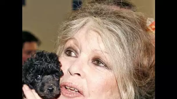 Brigitte Bardot « terriblement seule », elle lance un cri du coeur