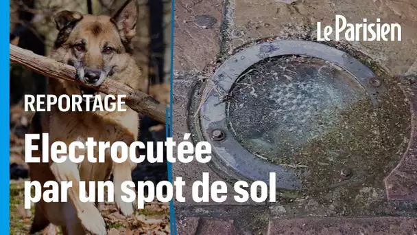 Sa chienne meurt électrocutée par un spot défectueux : « Ça aurait pu arriver à un enfant »