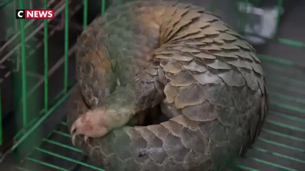 Le pangolin à l'origine du coronavirus ?