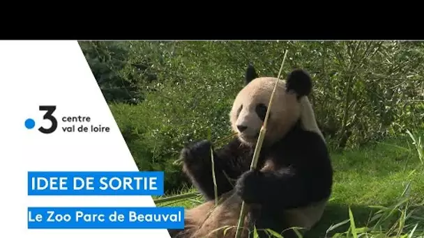 Zoo Parc de Beauval : réouverture après 7 mois, les visiteurs et animaux ravis de se revoir