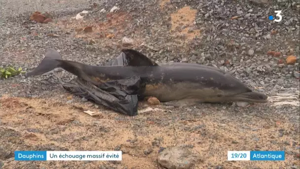 Une trentaine de dauphins échoués sur l'île de Ré