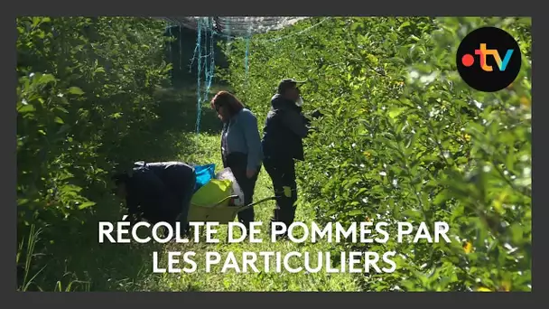 Récolte de pommes par les particuliers : le coup gagnant d'un agriculteur des Mées (04)