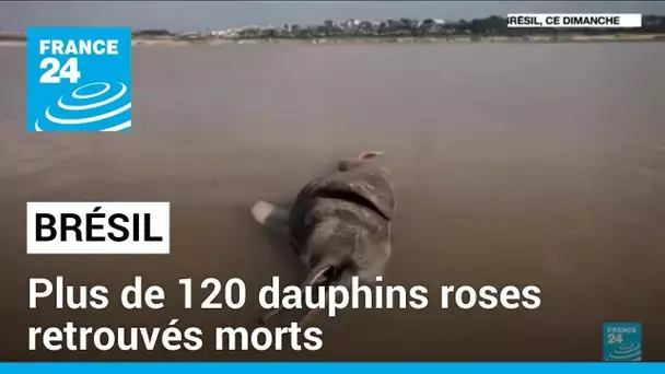 Brésil : plus de 120 dauphins roses retrouvés morts • FRANCE 24