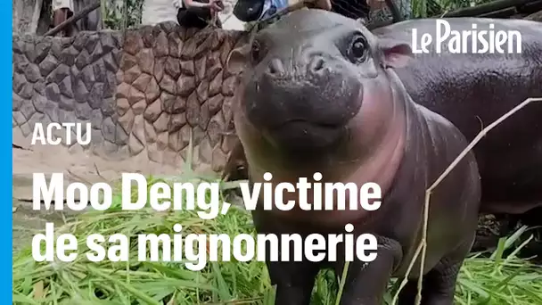 Moo Deng, le bébé hippopotame nain qui fait craquer Internet ( et ce n’est pas sans danger )