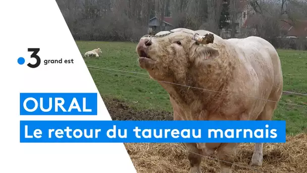 Oural, le taureau marnais de retour du Salon de l'Agriculture