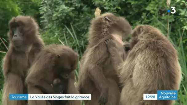 Vienne : La Vallée des singes, vidée de ses visiteurs, espère une réouverture en juin