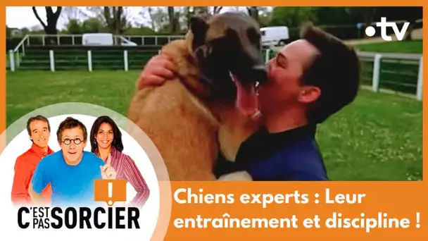 Chiens experts : Leur entraînement et discipline ! - C'est pas sorcier [Intégrale]