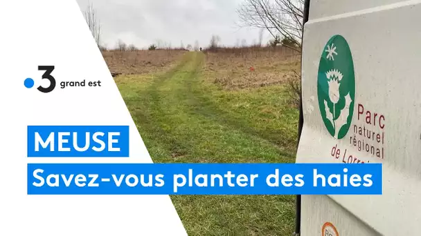 Plantation de  arbres dans la Meuse pour reconstituer des haies