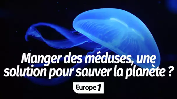 Climat : et si on mangeait de la méduse pour sauver la planète ?