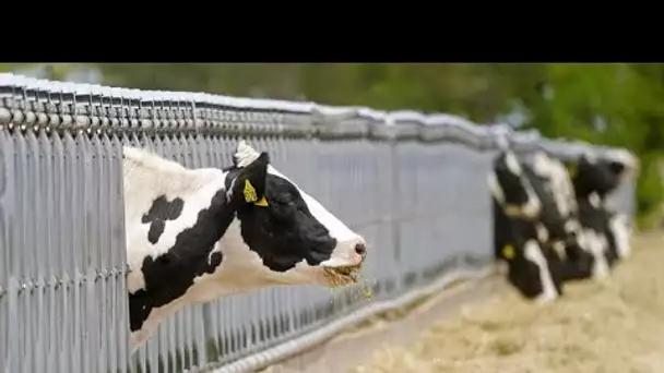 Taxe pour les émissions du bétail en Nouvelle-Zélande : les agriculteurs en colère