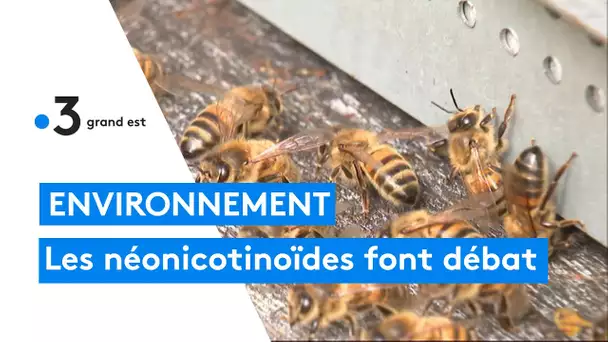 Les néonicotinoïdes font débat