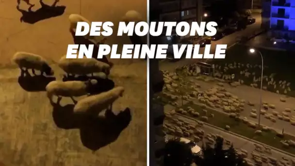 Pendant le confinement, des moutons se baladent dans une ville en Turquie